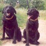 Castro Laboreirohund
