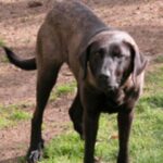 Castro Laboreirohund