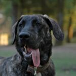 Castro Laboreirohund