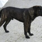 Castro Laboreirohund