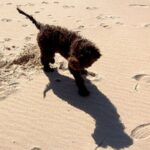 Castro Laboreirohund