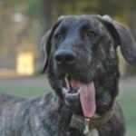 Castro Laboreirohund