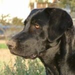 Castro Laboreirohund