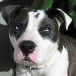 Catahoula Bulldog