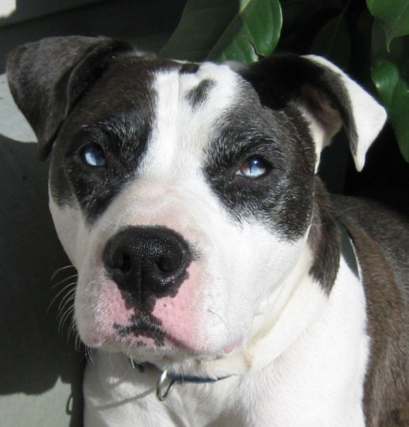 Catahoula Bulldog