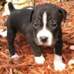 Catahoula Bulldog