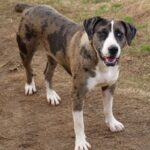 Catahoula Bulldog