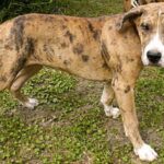 Catahoula Bulldog