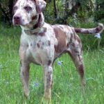 Catahoula Bulldog