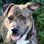 Catahoula Bulldog
