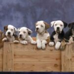 Catahoula Bulldog