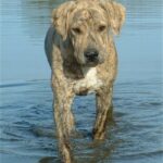 Catahoula Bulldog