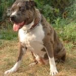 Catahoula Bulldog