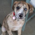 Catahoula Bulldog