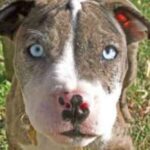 Catahoula Bulldog