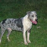 Catahoula Bulldog