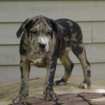 Catahoula Bulldog