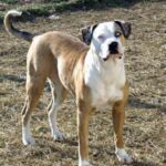 Catahoula Bulldog