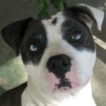 Catahoula Bulldog