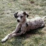 Catahoula Leopard Dog
