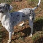 Catahoula Leopard Dog