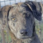 Catahoula Leopard Dog
