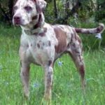 Catahoula Leopard Dog