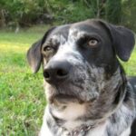 Catahoula Leopard Dog