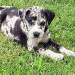Catahoula Leopard Dog