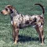 Catahoula Leopard Dog