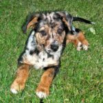 Catahoula Leopard Dog