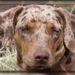 Catahoula Leopard Dog