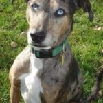 Catahoula Leopard Dog