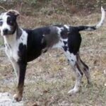 Catahoula Leopard Dog