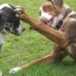 Catahoula Leopard Dog