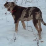 Catahoula Leopard Dog