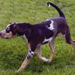 Catahoula Leopard Dog