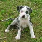 Catahoula Leopard Dog