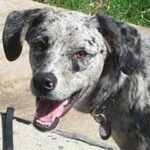 Catahoula Leopard Dog