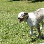 Catahoula Leopard Dog