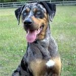 Catahoula Leopard Dog