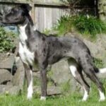 Catahoula Leopard Dog