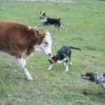 Catahoula Leopard Dog