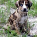 Catahoula Leopard Dog