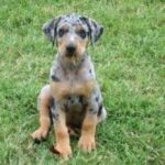 Catahoula Leopard Dog