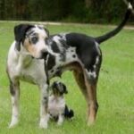 Catahoula Leopard Dog