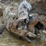 Catahoula Leopard Dog