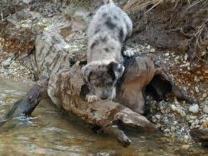 Catahoula Leopard Dog