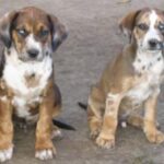 Catahoula Leopard Dog