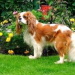 Cavalier King Charles Spaniel